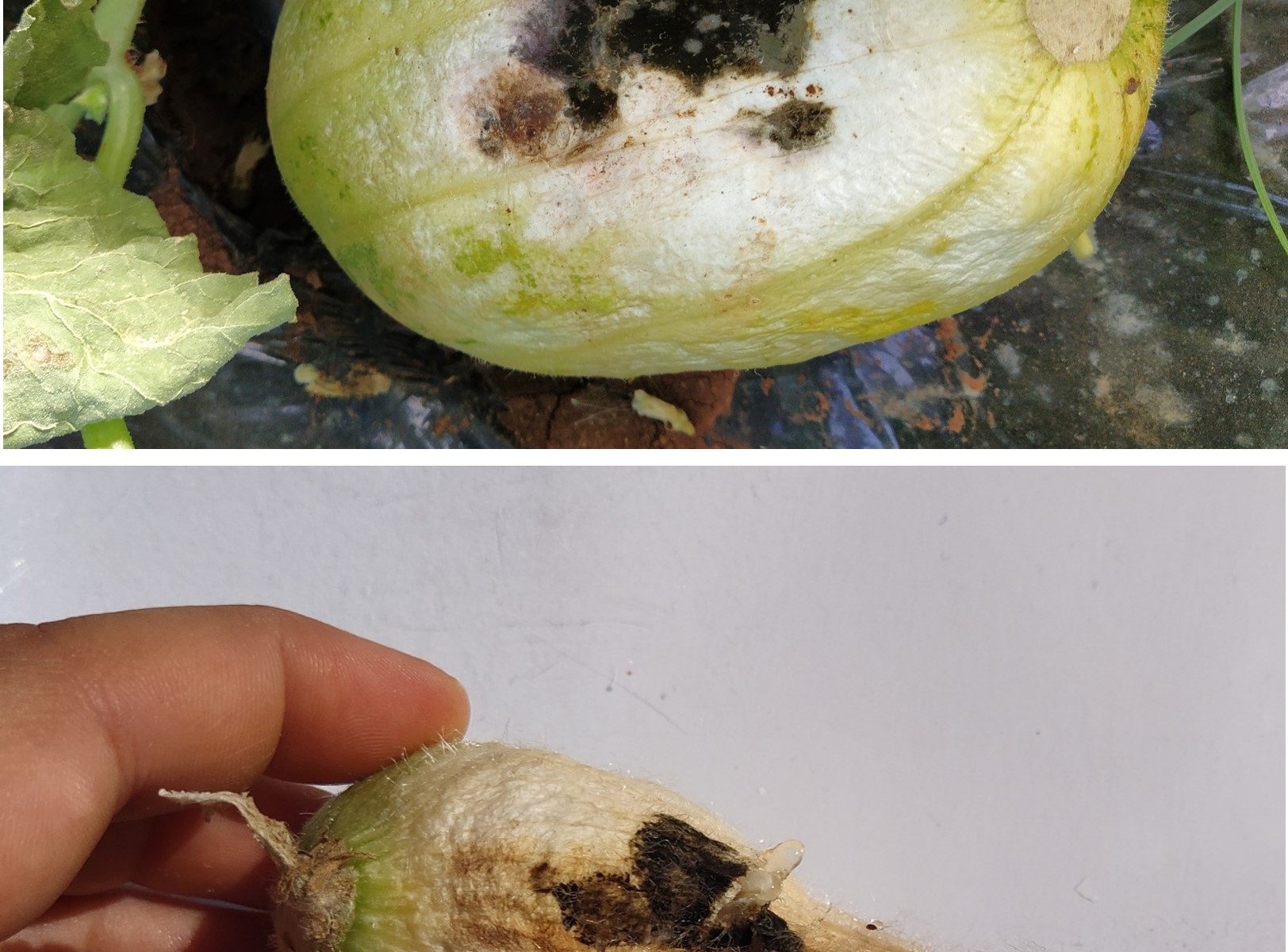 Foto 3 - Malattia fungina frutti